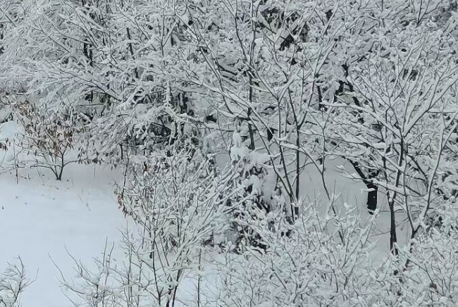 邵阳下雪了 看树上那一簇簇的雪花像极了梦中的我