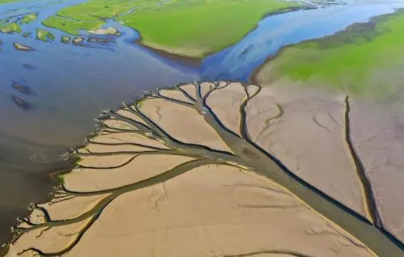 鄱阳湖湖水大面积蒸发 现大地之树景观
