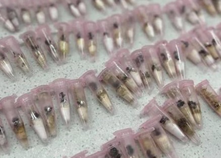 上海海关查获300只野蛮收获蚁 禁止寄递进境
