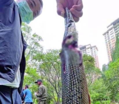 青海东湖也发现怪鱼鳄雀鳝 数月吃光鱼塘1500斤鱼