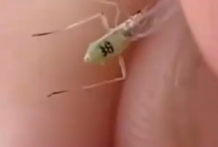 俄罗斯发现编号38的蚊子 难道是美国的生化武器？