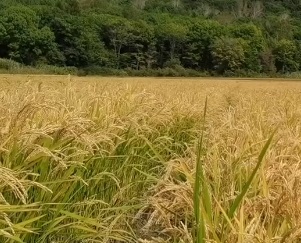 中国第5个农民丰收节来临 香妞儿向亿万农民致敬 