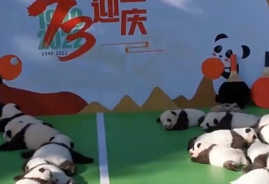 2022年成都13只新生熊猫幼仔亮相 有4对双胞胎