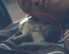 大爷将乌龟当枕头躺江边熟睡 咬着了耳朵咋办？