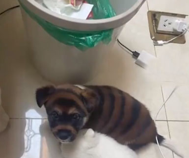 男子花700元买虎皮犬回家发现是染色狗 奸商无处不在