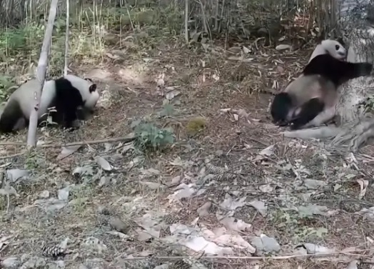 秦岭再现大熊猫遛娃 拍到了母子同框画面