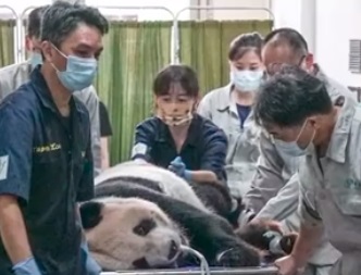 大陆赠台大熊猫“团团”再次状况不佳 躺地进食