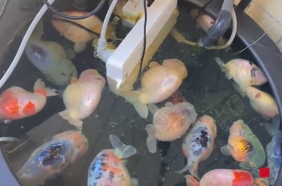 家中电插排掉入鱼缸 26条兰寿金鱼被煮熟