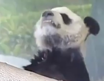 旅美大熊猫“乐乐”死亡 网友呼吁尽快调查死因