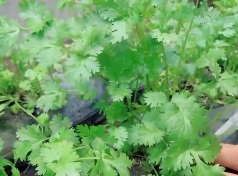 每年2月24日为世界讨厌香菜日 你喜欢吃香菜吗？