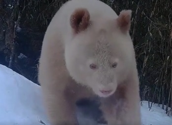 四川卧龙发现全球唯一白色大熊猫