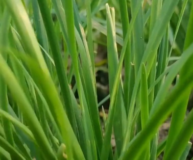 韭菜的农残标准上调25倍 还能放心吃吗
