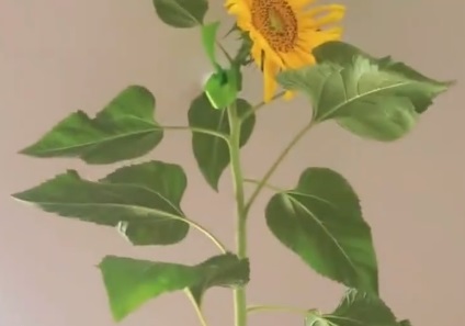 女子花盆里种出2.5米高向日葵 快长到屋顶了