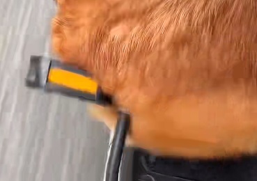 主人骑电动车 狗狗被踏板打了一路屁股