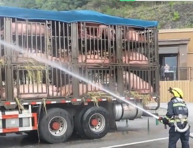 高速公路货车爆胎白猪中暑变粉猪 119及时解救