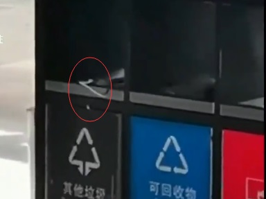 昆明车站外多条绿蛇在垃圾箱上爬行 是绿瘦蛇无毒