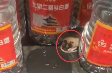 老鼠咬坏白酒桶疑似醉死在超市