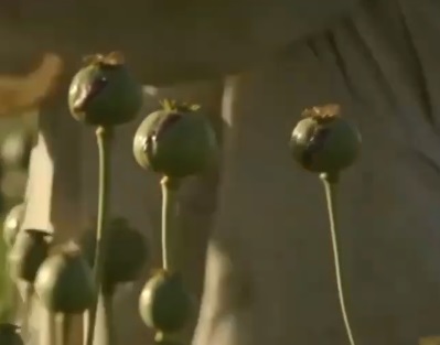 联合国:阿富汗塔利班禁种鸦片 鸦片产量锐减95%