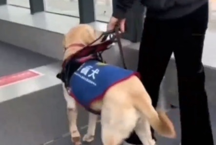 香港一导盲犬在商场内晕倒去世 是拉布拉多犬