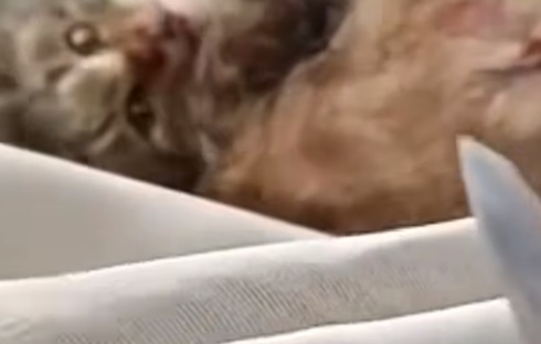 女子边笑边拿刀捅猫 继续叫啊亲爱的