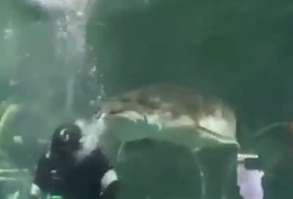 陕西一海洋馆潜水员下水喂食 被大鱼咬头